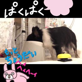 チワワのぷぅU^ェ^Uちゃんの画像