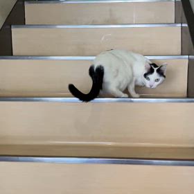 階段が臭いらしいの画像