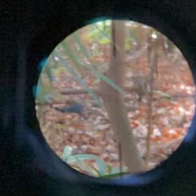 空気銃スコープで捕らえた鹿　スローモーションバージョンの画像