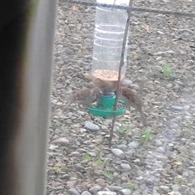 残暑見舞いの画像