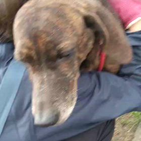 ”緊急で里親募集いたします。”の画像