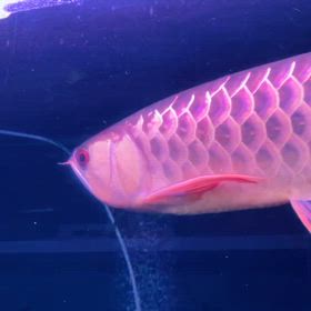 ★藍底過背金龍！★の画像