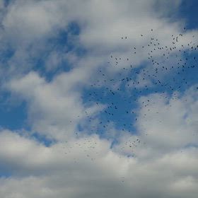 空にカラスの画像