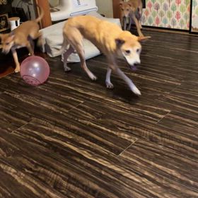 保護犬すーさんの画像