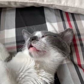 チロルが元気なうちにの画像