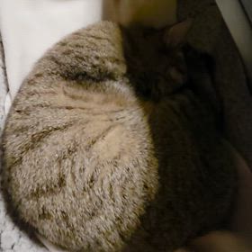 夢見るchappyさん(笑)の画像