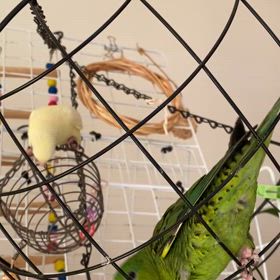 サザナミ生後2ヶ月やんちゃ盛り！里親募集中！の画像