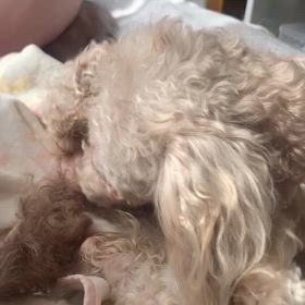 花の流産とショック三昧2の画像