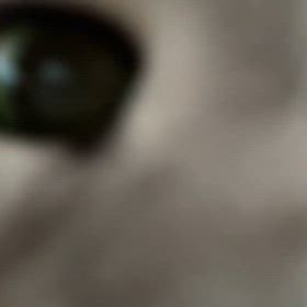 ニャンコ先生元気。の画像