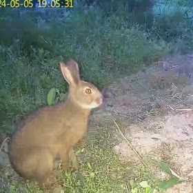 すぎぴたんの事件簿シーズ  ン3　490話（警戒しない、のらウサギ）の画像