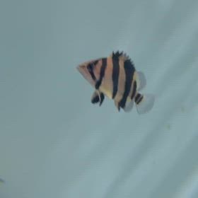 東京都のお客様にシャムタイガーバンドご成約！の画像
