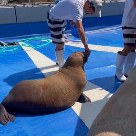 セイウチの赤ちゃんの画像