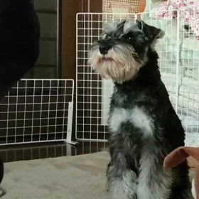 今日のわんこの画像