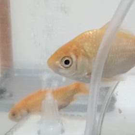 立派になった、金魚達の画像