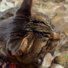 クリスマススカくん…口に違和感あるね〜心配の画像