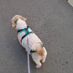 4/4の朝散歩の画像