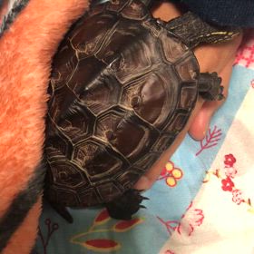 うちの子可愛いよーの画像