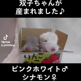 チンチラの双子ちゃんが産まれました♪の画像