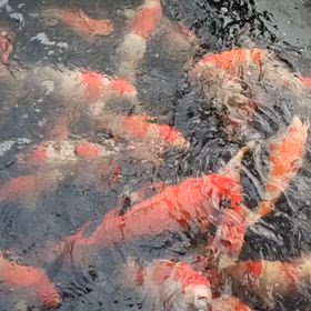 水温18.5℃にの画像