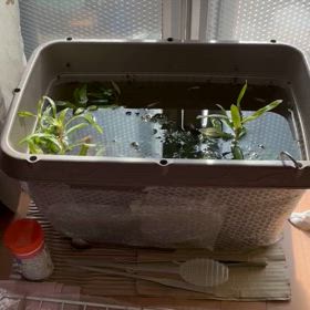 気温⤴️メダカも元気の画像