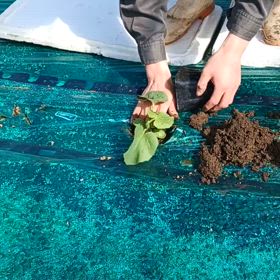 【つがりあんメロン】今年から栽培を始める若い生産者さんの画像