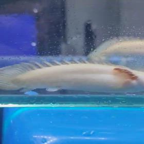 神様からの贈り物！激レアプラチナデビルケリー！輸入します！の画像