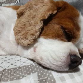 おやすみなさ〜〜いの画像