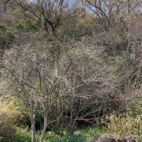 啄木鳥と鶯の画像