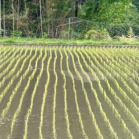 【田舎の生活】田んぼに毎日鴨が来てますの画像