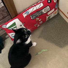 タンスに入るいとふくの画像