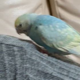 みそらちゃんの闘病記録 入院編の画像