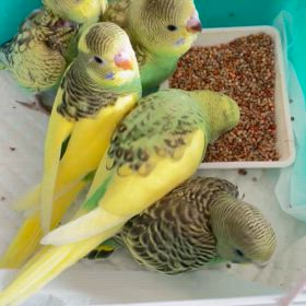 今日からセキセイインコさんの有償里親募集いたします。の画像