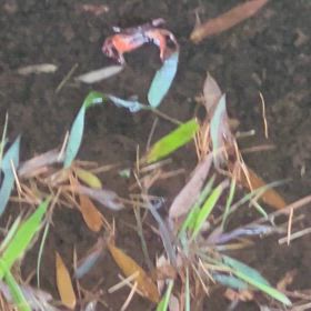 カニさん見てホッコリの画像