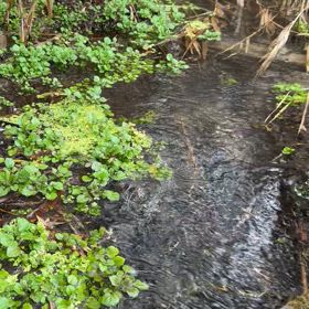 せせらぎをあなたにの画像