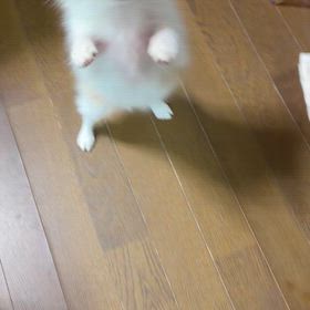 ぽの太の進化の画像