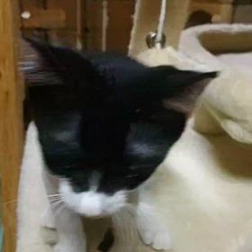 譲渡会参加猫　くうやくんの画像