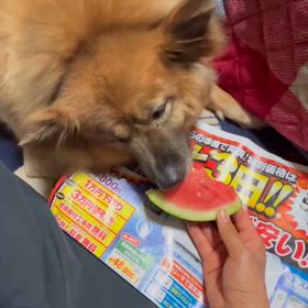 マロさん、試食の画像