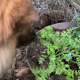 花喰らうの画像