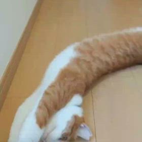 のびのび1メートル！(ちゃちゃ丸通信13)の画像