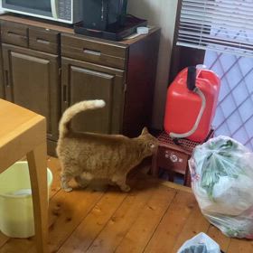 2024/03/16今週のハナの画像