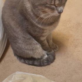 我が家の猫　ウィリー♀の画像