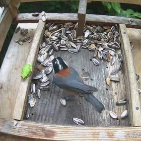 すぎぴたんの事件簿シーズン3　507話（ヤマガラ、シジュウカラ、カエルとのコラボ）の画像