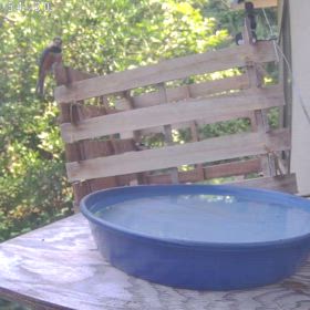 すぎぴたんの事件簿シーズン3　560話（成長しました。まさに成鳥！　ヤマガラ）の画像