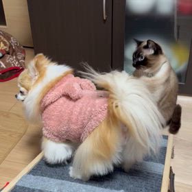 検査入院前夜の話の画像