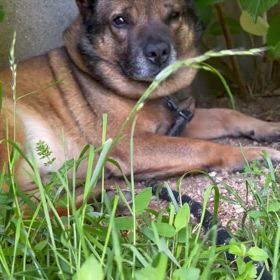 結論 セルフカウンセリングで行き詰まり　AI カウンセリングに感謝の画像