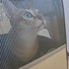 予防接種の画像