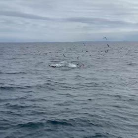 今日は激アツタイムで釣れてたよの画像