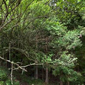 自然の音を感じるの画像