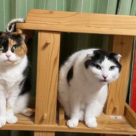 けいちゃん命日も、さぶリナはお供えもの狙いの画像