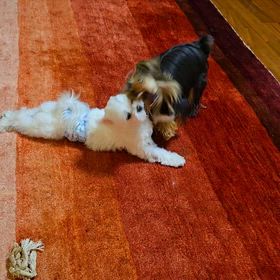 こちらも仲良くの画像